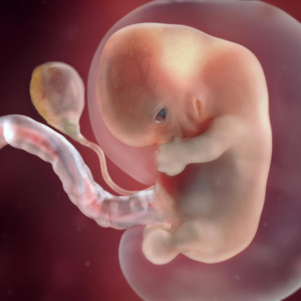 Fetus (8. tjedan trudnoće)